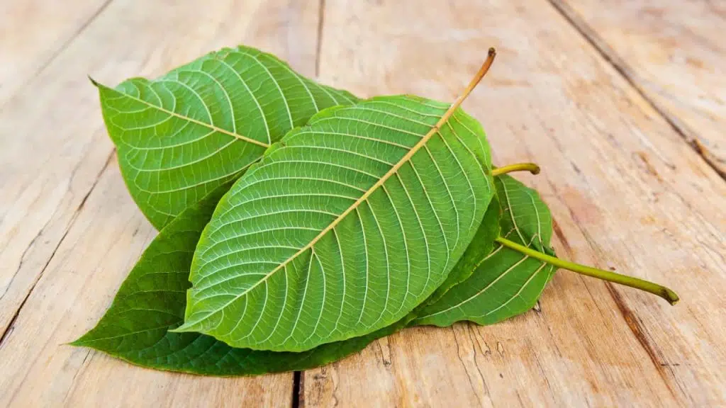 Kratom originates from the leaves of the Mitragyna speciosa tree.