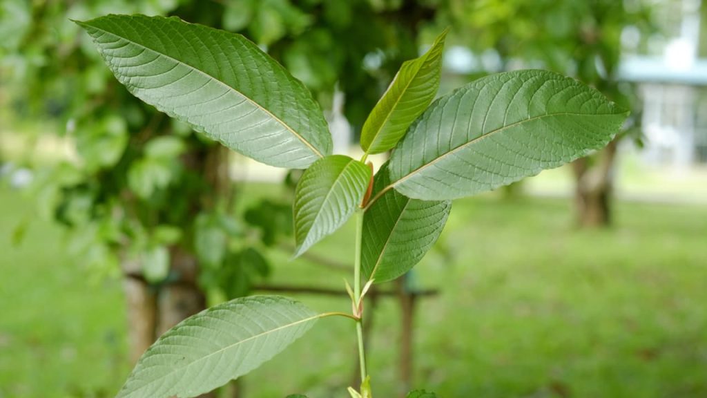 Where does kratom come from