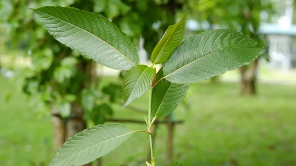 Where does kratom come from