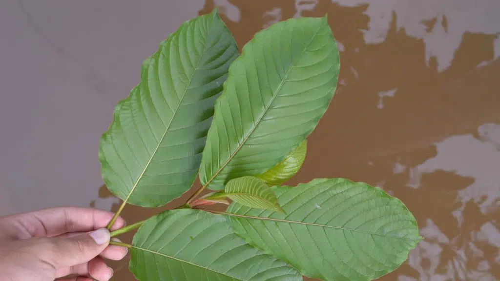 Benefits of Gold Vietnam Kratom 