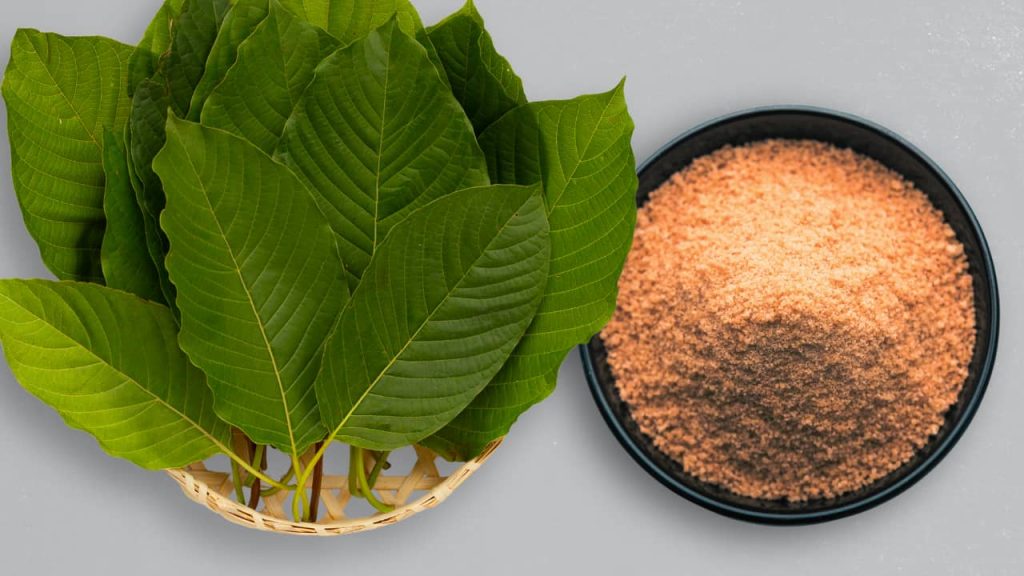 Gold Maeng Da Kratom is derived from leaves harvested in either Indonesia or Thailand.