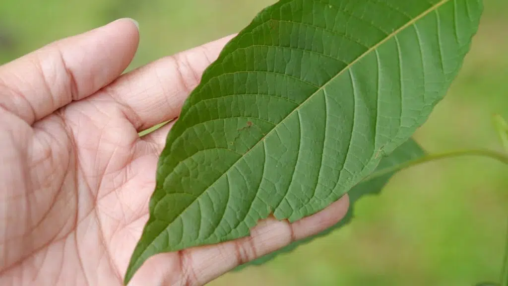 Gold Bali Kratom Mitragyna speciosa