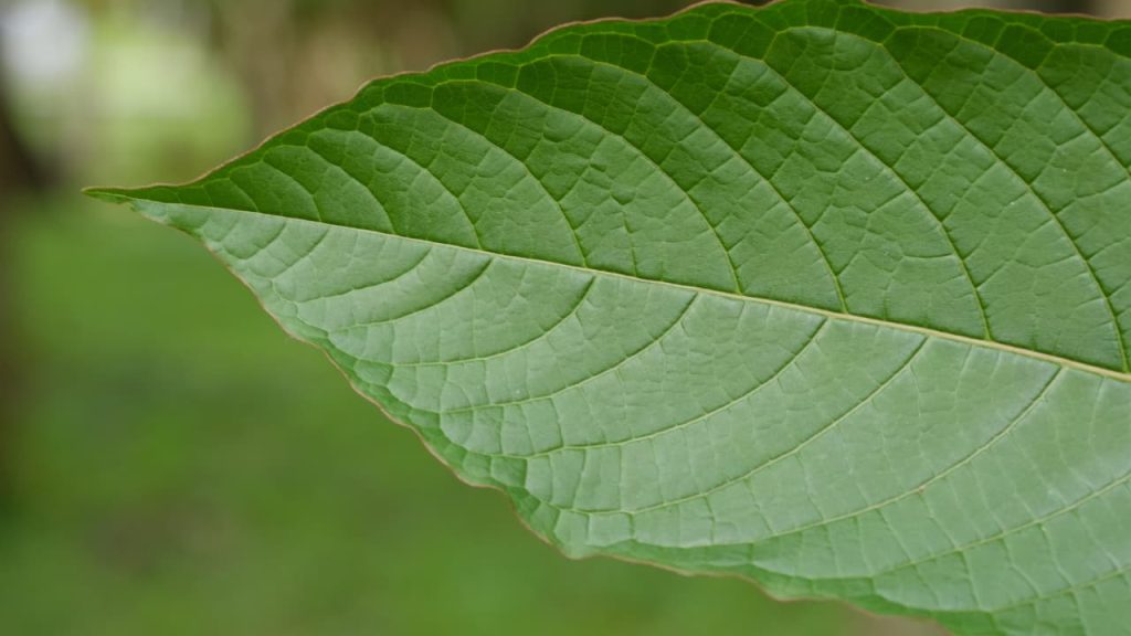 Kratom and Employer Drug Testing