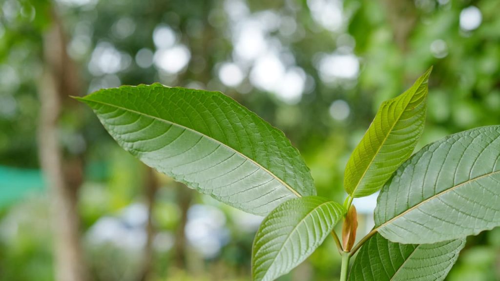 Buy Kratom Online