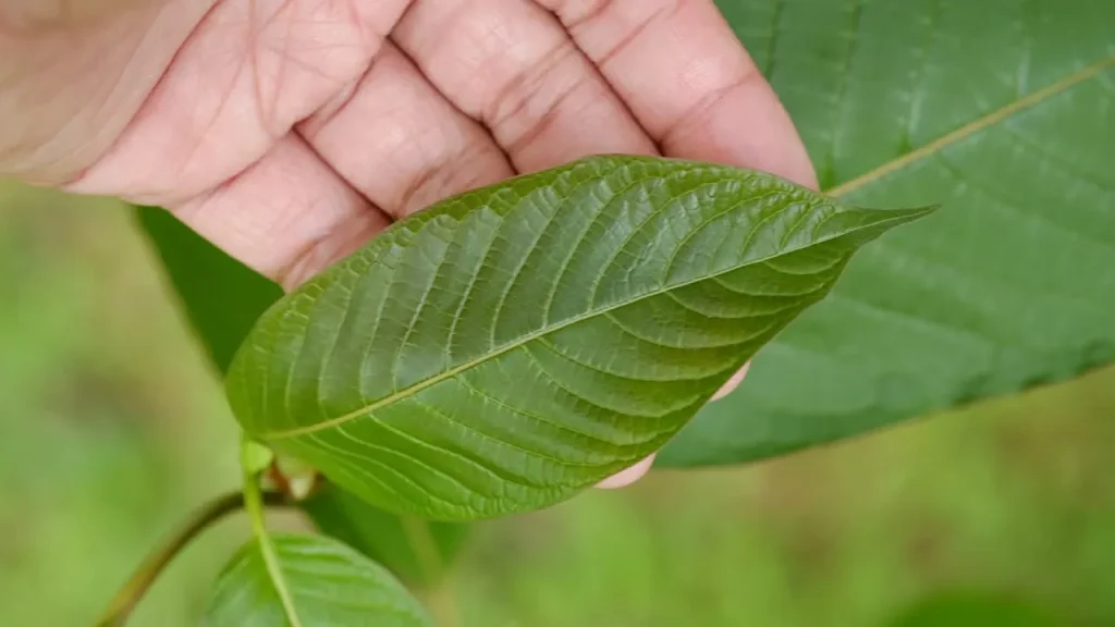 Kratom Laws in North Dakota