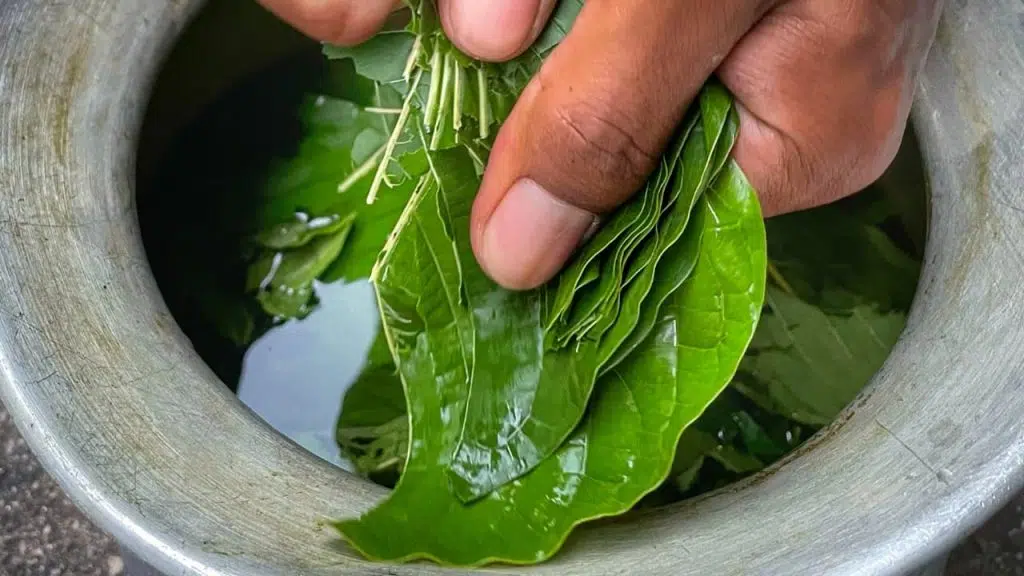 How kratom extracts are made for different uses