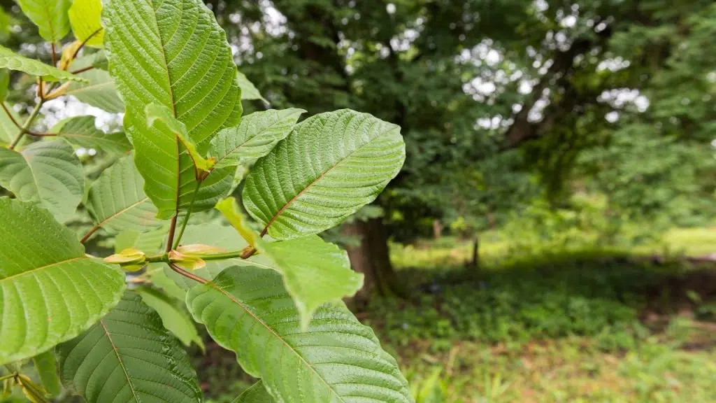 Kratom is a tropical tree native to Southeast Asia.