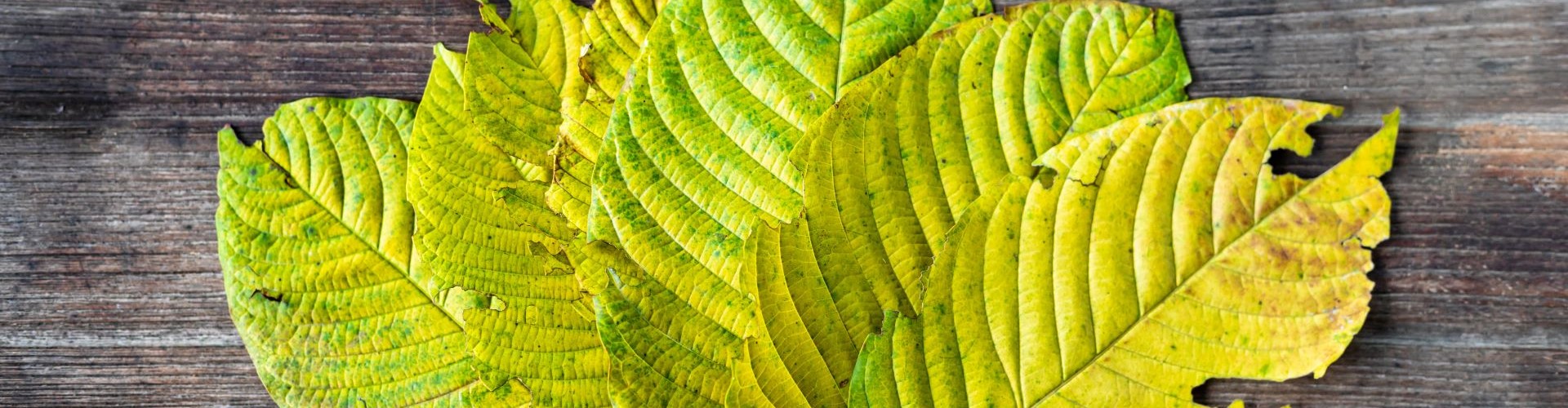 Yellow Vein Kratom: Know the Facts Before You Buy