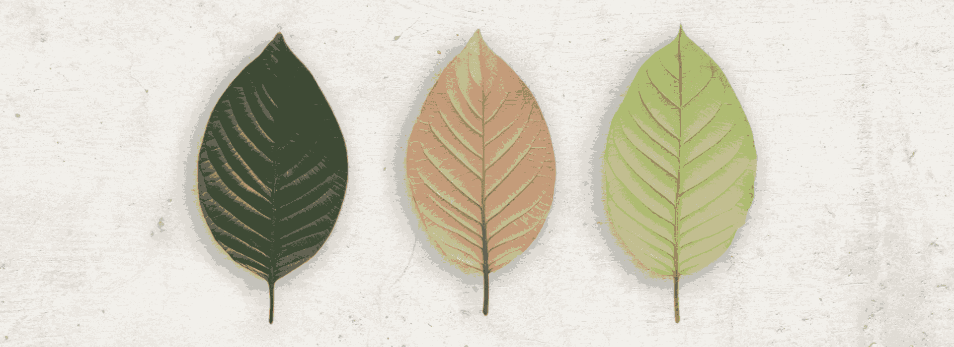 Does Kratom Expire Over Time? What You Need To Know