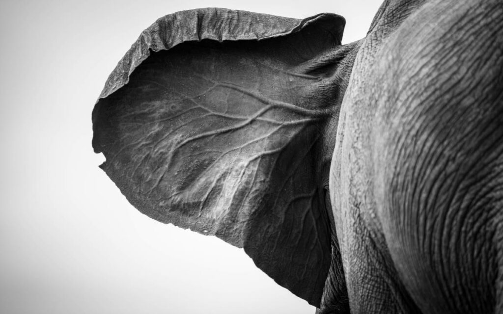 Elephant ear in black and white