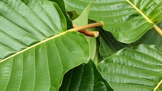 Elephant kratom leaves