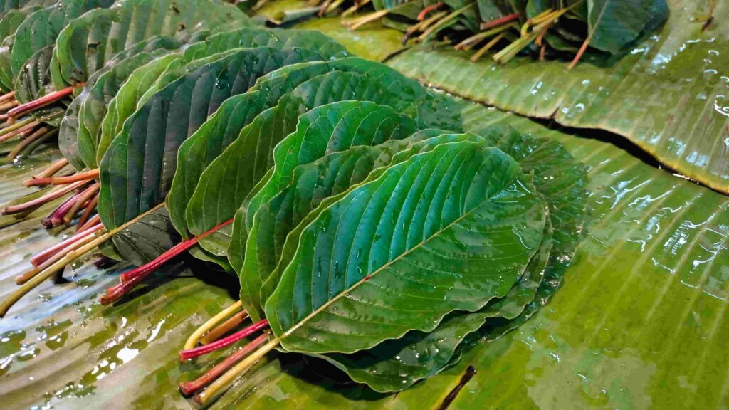 Fresh kratom leaves to be dried out