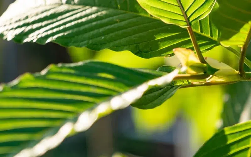 Gold Bali Kratom Effects & Benefits