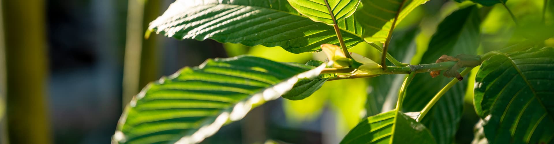 What Is Gold Bali Kratom? Understanding Its Effects & Benefits