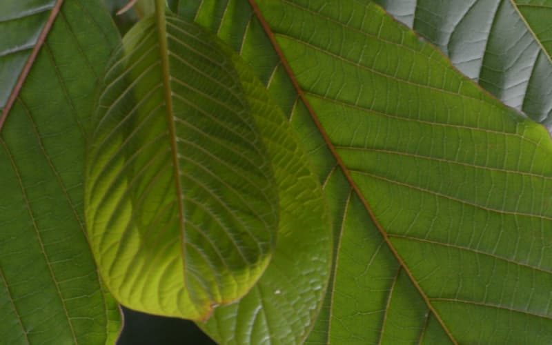 Red Dragon Kratom has longer-lasting effects compared to other red-vein strains.