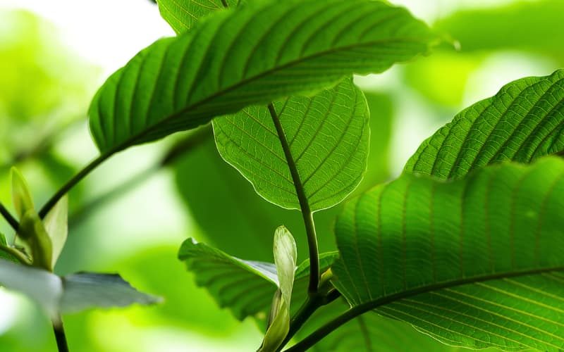 Kratom comes in three main strains: red, green, and white.