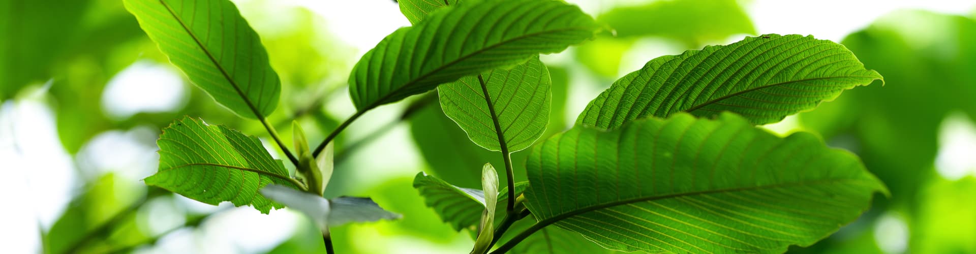 Kratom Strains: Differences in Red, Green, White & Gold Vein