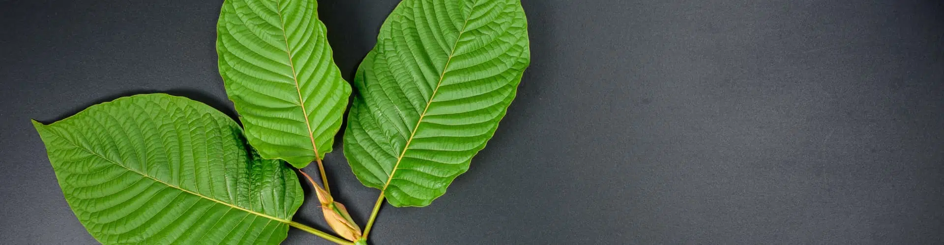 Gold Vietnam Kratom: What You Need to Know