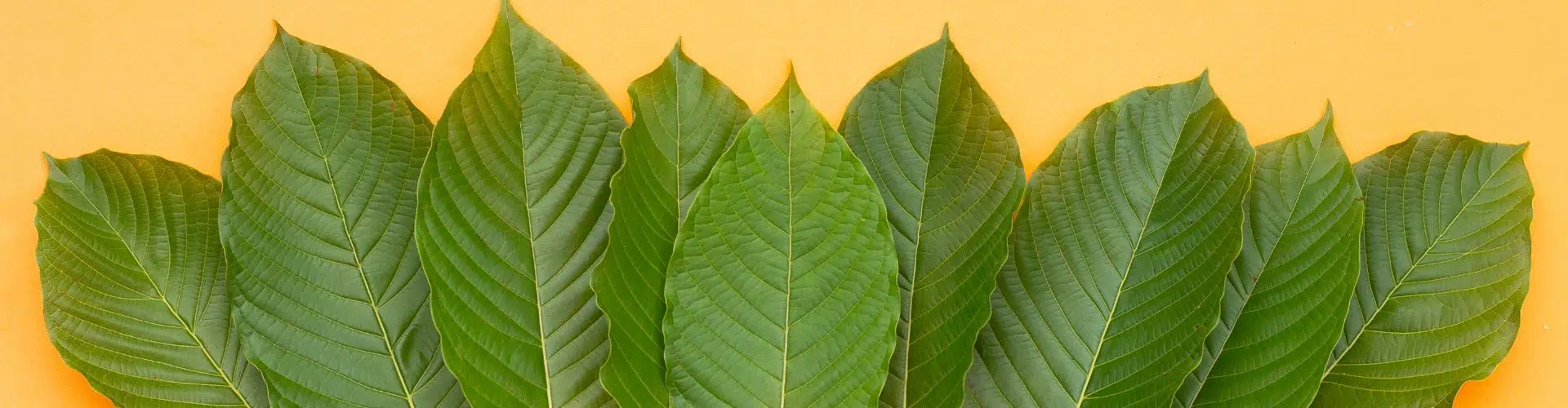 Kratom Extract Guide: Different Extraction Methods