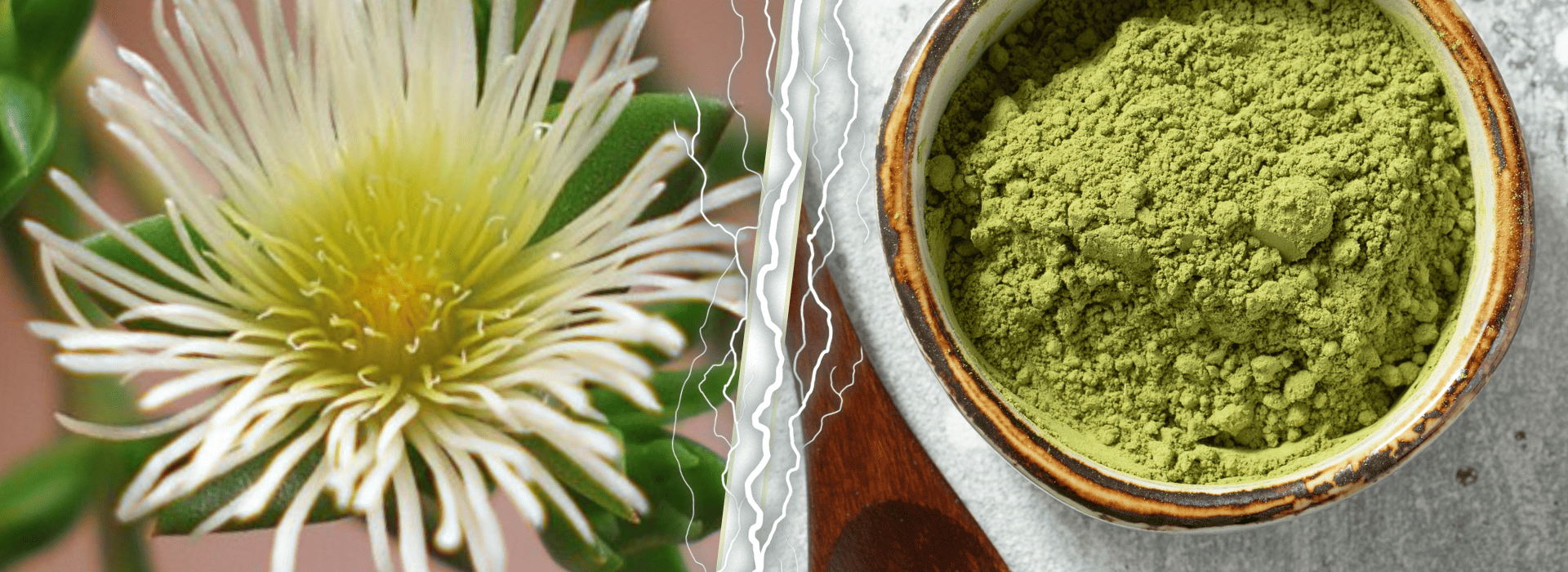 MIT45 – Kanna vs Kratom: What’s the Difference and Which One Is Right for You?