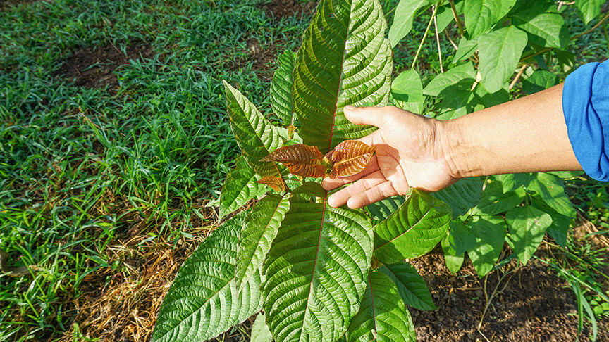 Red Maeng Da Extract, raw leaf source