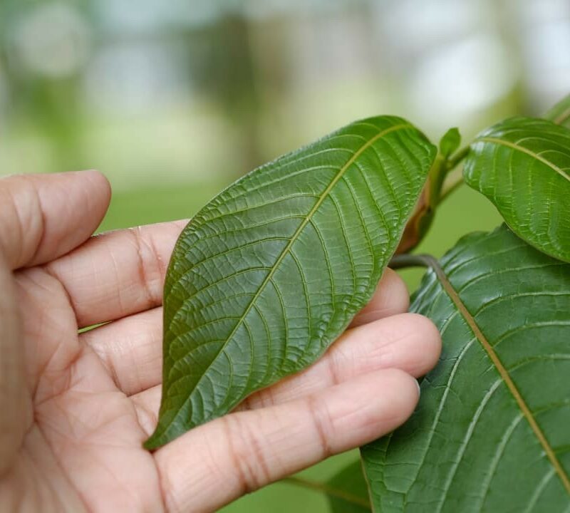 Which kratom extract is the strongest