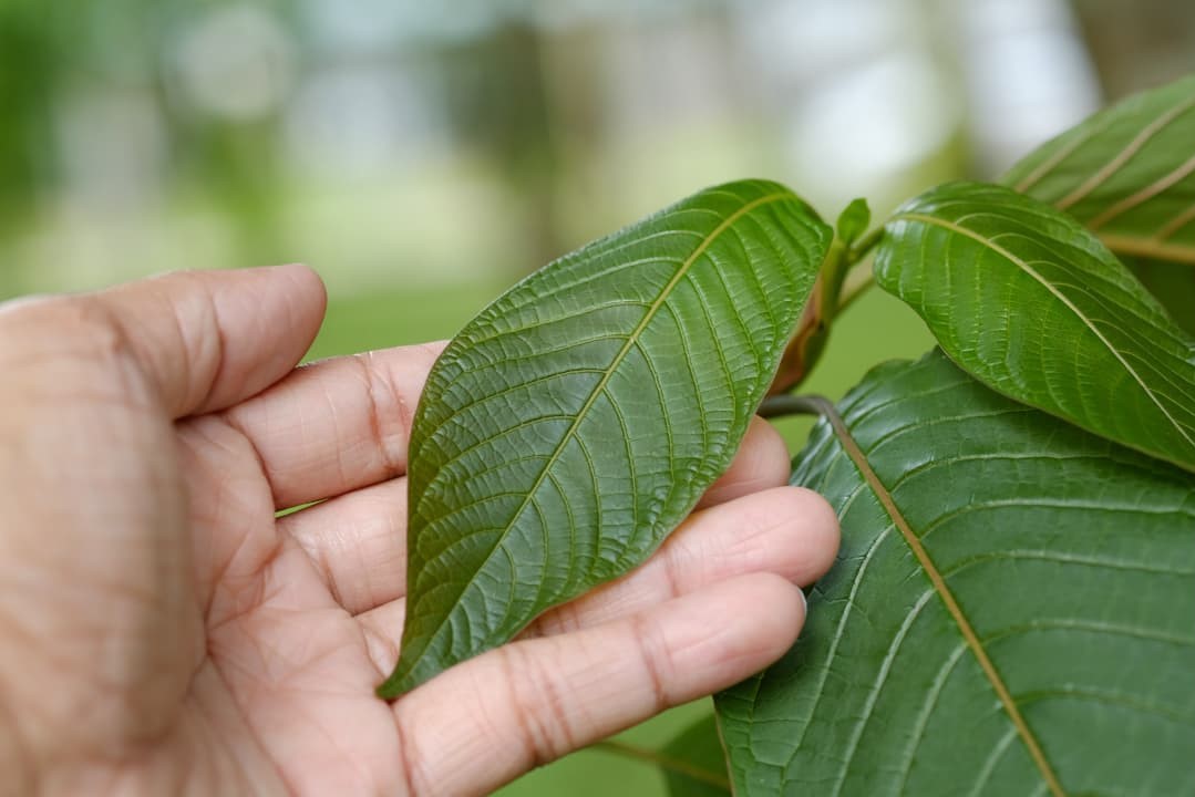 What Is the Strongest Kratom Extract? Top Product Recommendations From MIT45