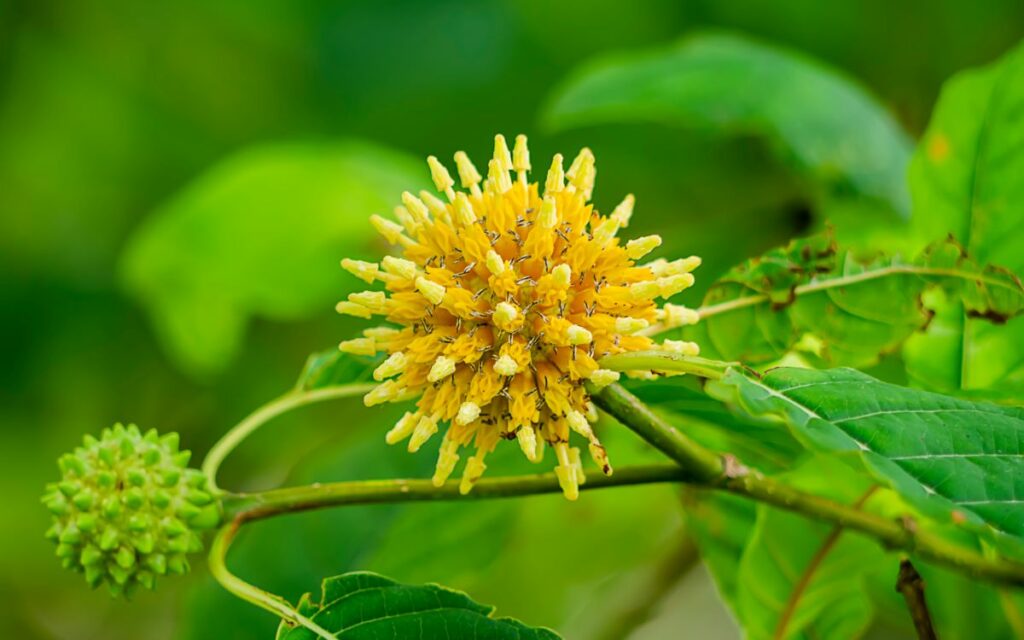 Yellow kratom flower on the vine