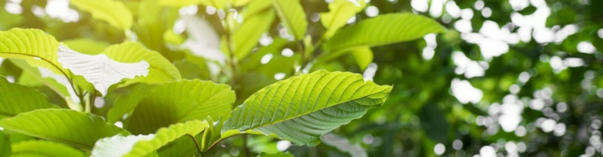 Red bali leaf tree.