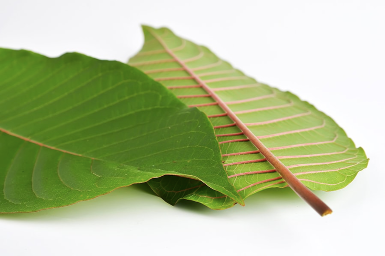 Red Kratom Extracts and Strains: Which to Pick for Desired Effects