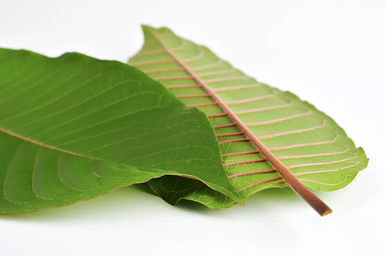 Two leaves of red vein Kratom