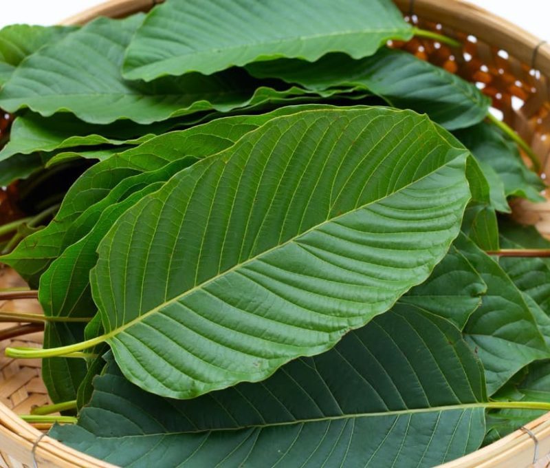 White Borneo Kratom leaves