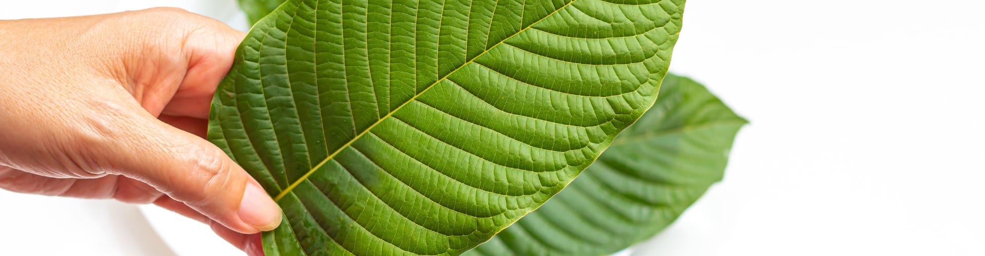 What’s The Deal With White Elephant Kratom? Common Myths and Misconceptions